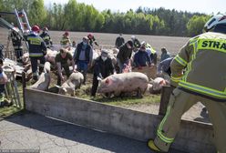 Ciężarówka ze świniami wpadła do rowu. Potem nastąpił kolejny wypadek