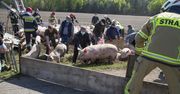 Ciężarówka ze świniami wpadła do rowu. Potem nastąpił kolejny wypadek