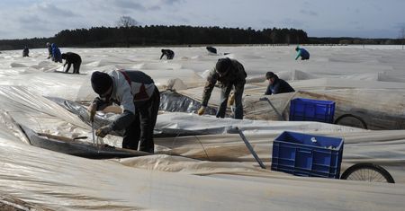 Ukraińcy kręcą nosem na polskie stawki. W Niemczech pracę znajdą jednak tylko nieliczni