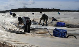 Ukraińcy kręcą nosem na polskie stawki. W Niemczech pracę znajdą jednak tylko nieliczni