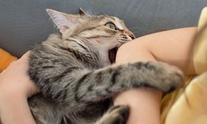 Kot gryzie w trakcie głaskania? Oto co chce "powiedzieć"