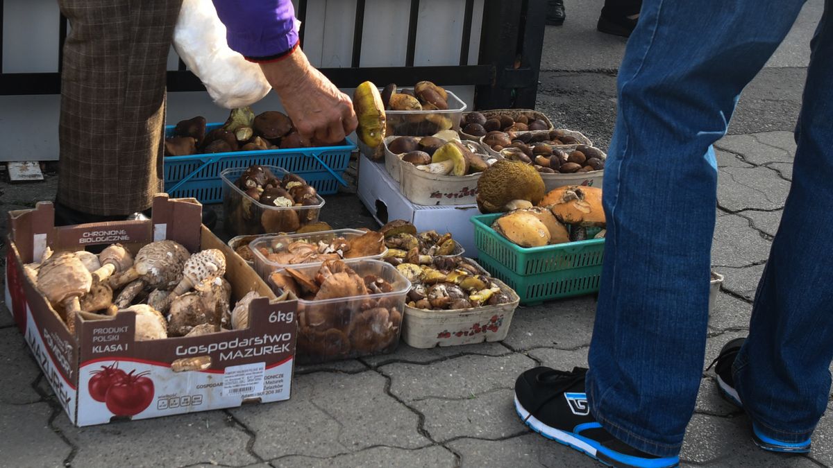 Cena Czubajki Kani może przyprawić o zawrót głowy.
