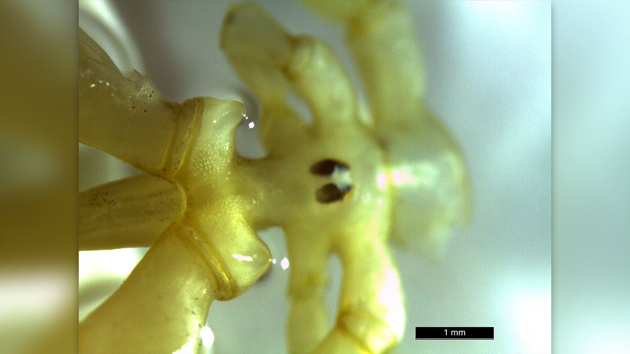 Among sea spiders, Austropallene halanychi stand out with their powerful, bulbous pincers.