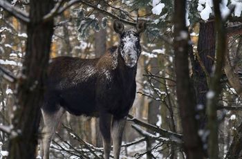 Chleb nie ratuje zwierząt. Kampinoski Park obala popularny mit