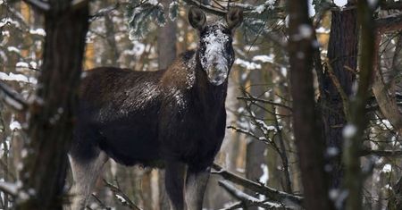 Chleb nie ratuje zwierząt. Kampinoski Park obala popularny mit
