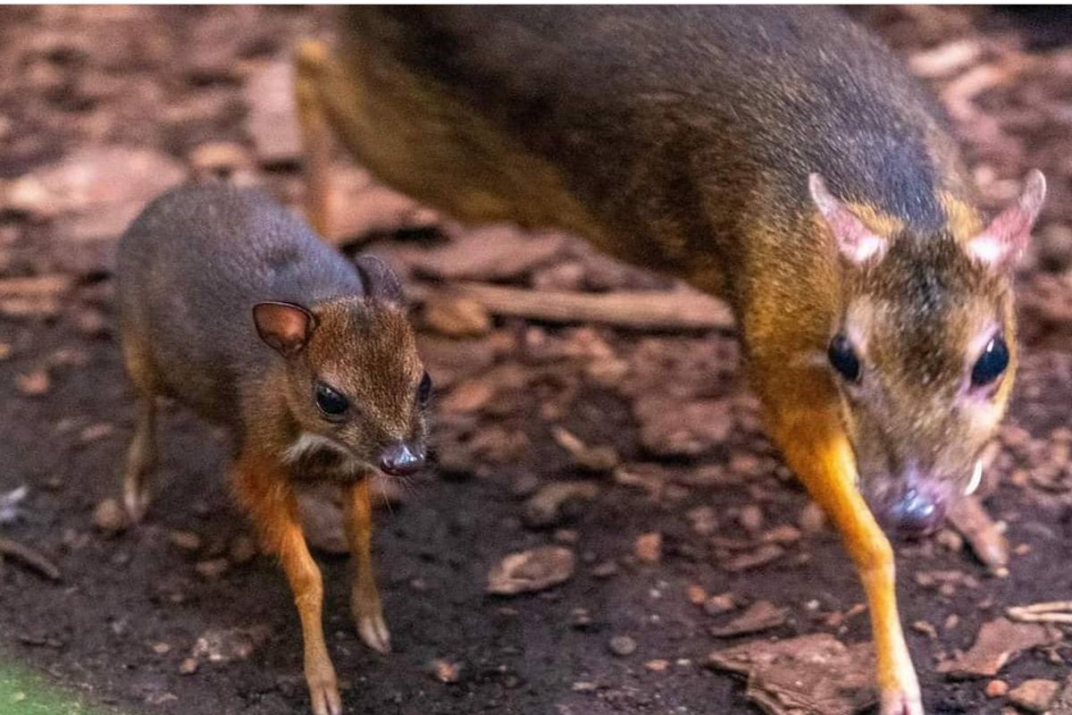 Radość w łódzkim zoo. Na świat przyszedł maleńki myszojeleń