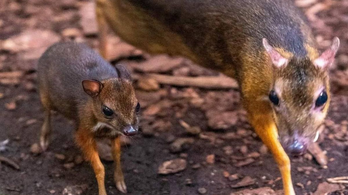 Malutki myszojeleń z mamą