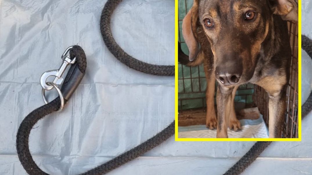 Pies był przywiązany do drzewa przy rzece 