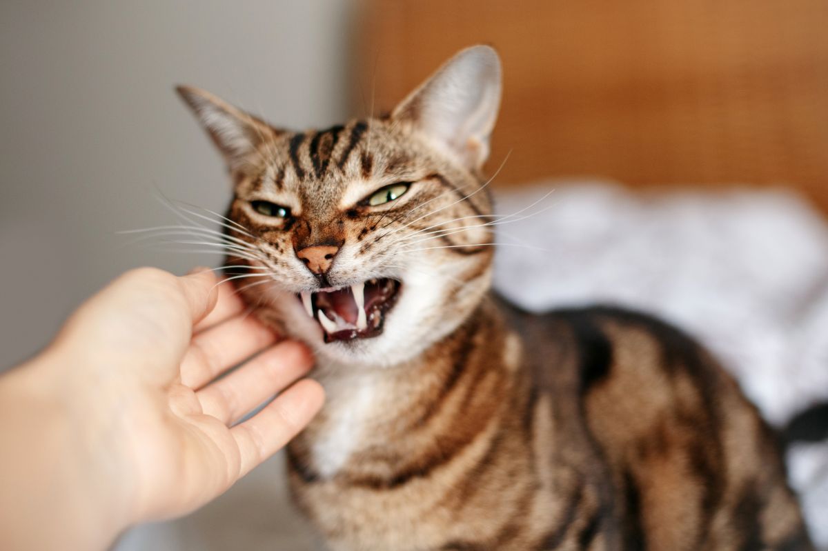 Too little space in an apartment can frustrate a cat