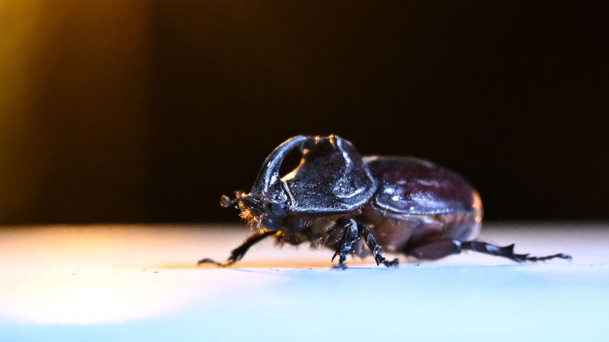 Chrząszcz rohatyniec nosorożec - winowajca pożarów?