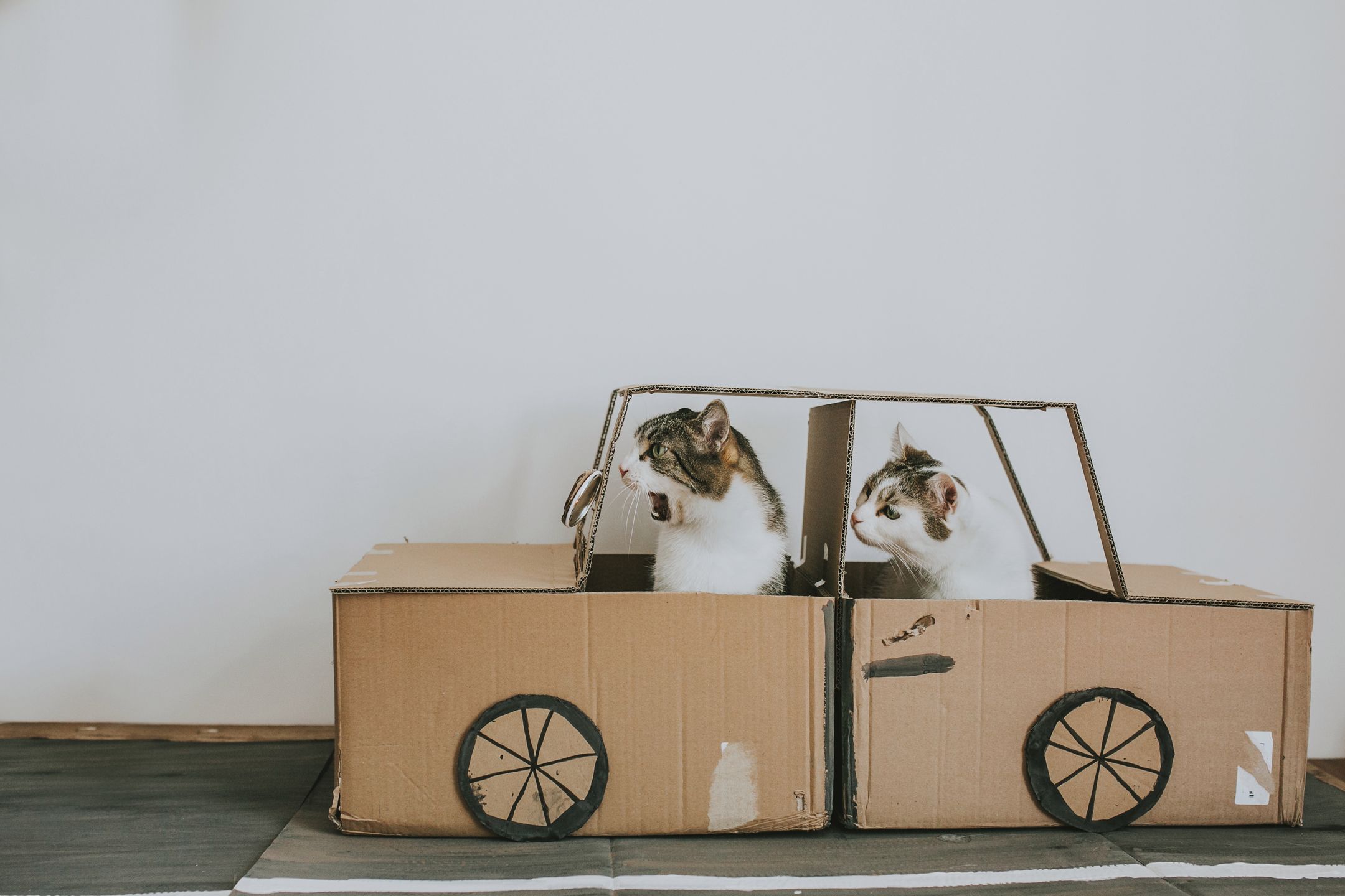 Zarabiają na kotach. Za jeden post można dostać 60 tysięcy złotych 2