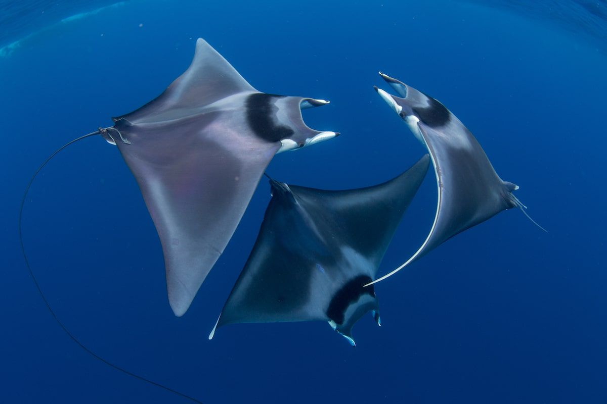 Piękne stworzenia z morskich głębin w konkursie Ocean Art Underwater 2