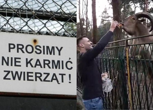 Trybson karmi zwierzęta w ZOO drożdżówkami: "Poproś pana. Dokarmiamy zwierzątka"