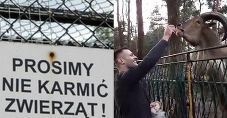 Trybson karmi zwierzęta w ZOO drożdżówkami: "Poproś pana. Dokarmiamy zwierzątka"