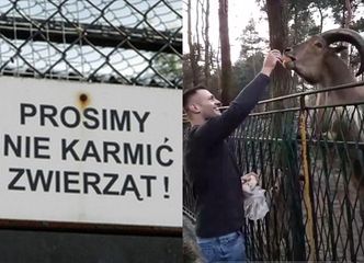 Trybson karmi zwierzęta w ZOO drożdżówkami: "Poproś pana. Dokarmiamy zwierzątka"