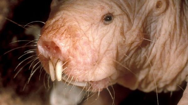 10 najbrzydszych zwierząt świata i ich supermoce 1