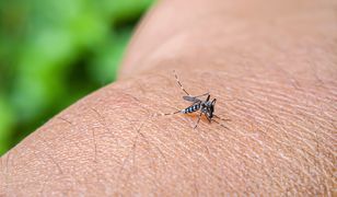 Przenoszą groźne choroby tropikalne. Właśnie wykryto je w Europie