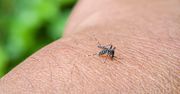 Przenoszą groźne choroby tropikalne. Właśnie wykryto je w Europie