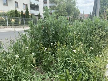 Chwasty na Dożynkowej. Zarośnięta w rok po przebudowie ulica w centrum Leszna