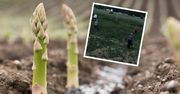 Wyciągają 50 tys. zł zysku z hektara. Nie zważają na słabe gleby