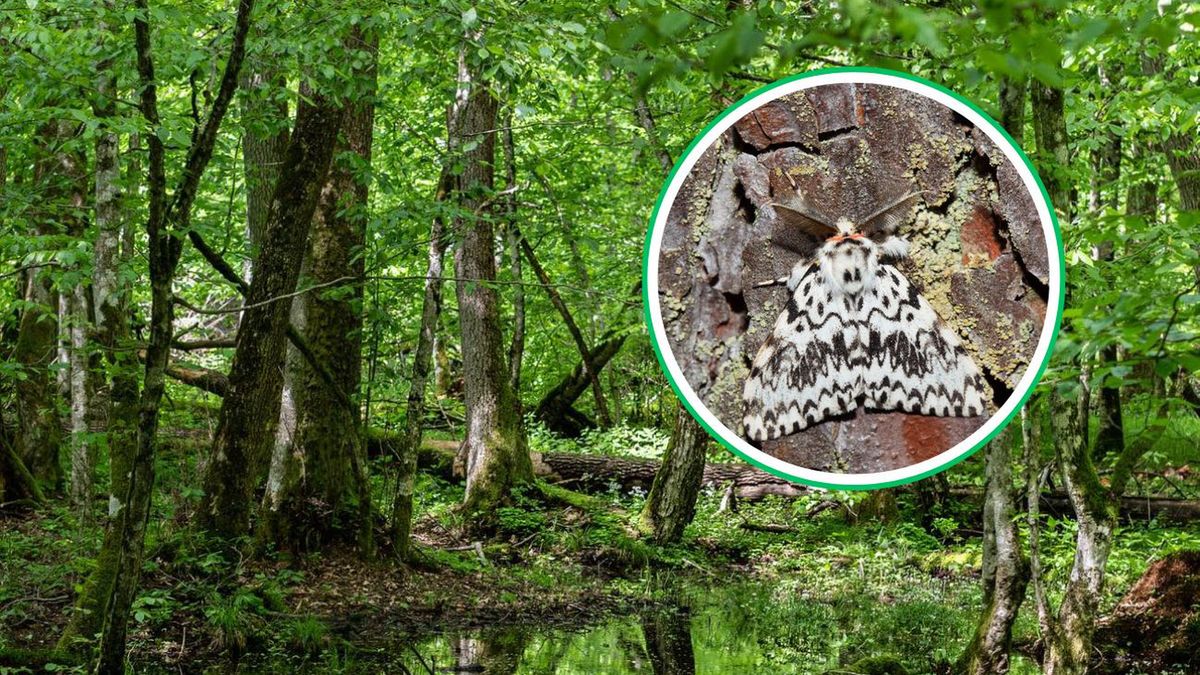 Opryski przeciw brudnicy mniszce w pomorskich lasach