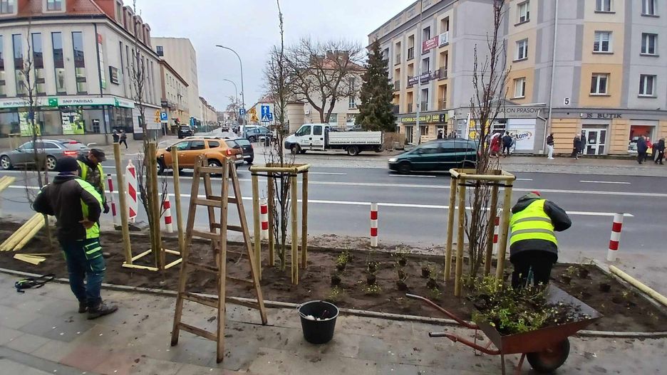 Nowe nasadzenia zieleni wzdłuż ulicy Sienkiewicza