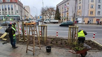 Białystok: Ulica Sienkiewicza w końcu zazielenia się. Wszystko w ramach budżetu obywatelskiego