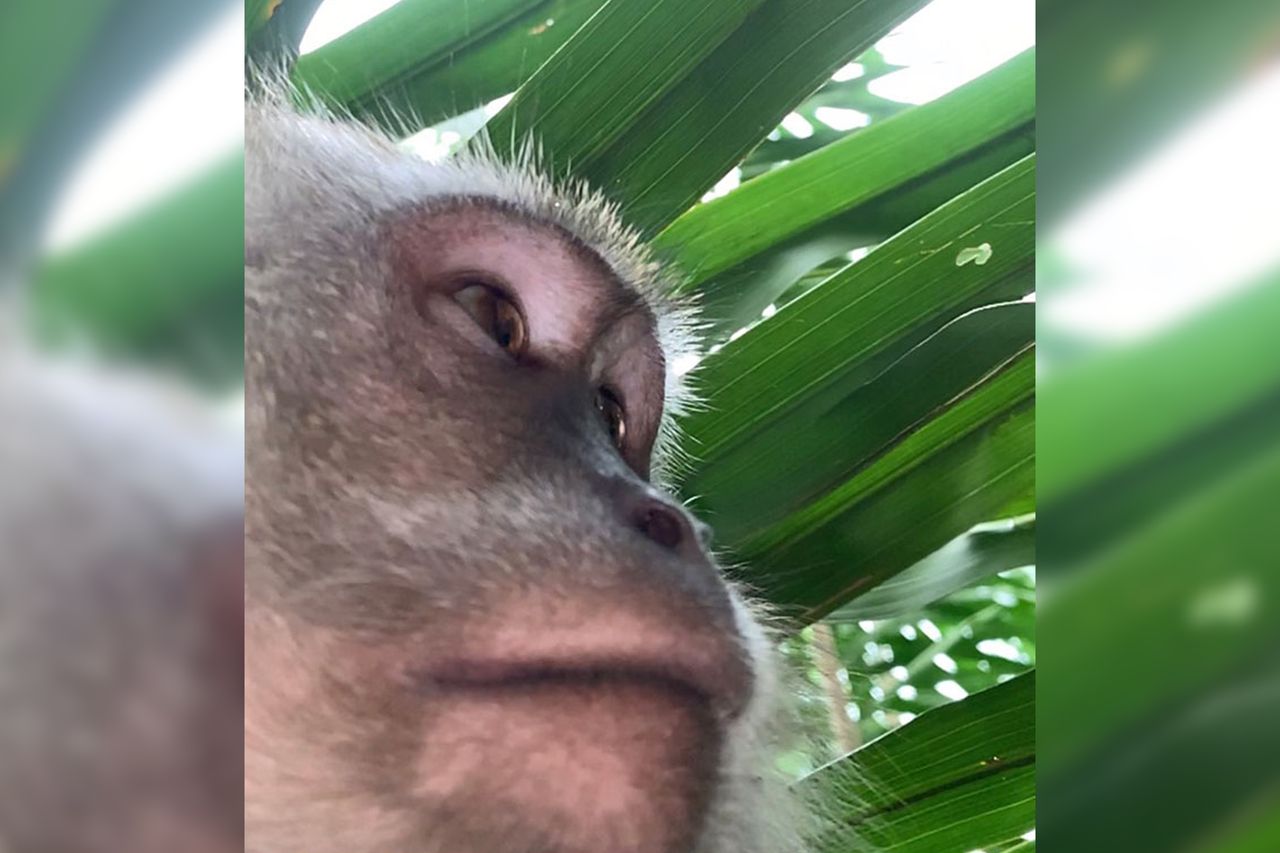 Małpa ukradła mu smartfona i zrobiła sobie selfie. Jest nawet artystyczne!