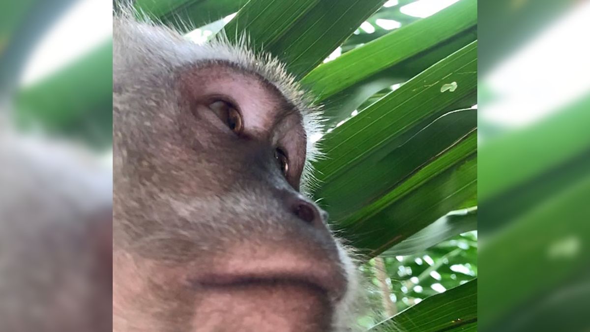 Małpa ukradła mu smartfona i zrobiła sobie selfie. Jest nawet artystyczne! 1