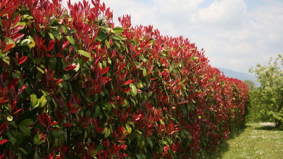 Red Robin Photinia hedge in springtime on a sunny day.
Red Robin Photinia hedge in springtime on a sunny day.  Photinia x fraseri in the garden
saraTM
sprout, spring, garden