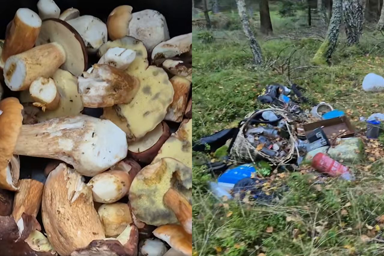 "Tragedia". Znalazł kosz w lesie. Oto co było obok