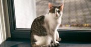 Światowy Dzień Kota w Poznaniu. W schronisku na adopcję czeka ok. 200 kotów