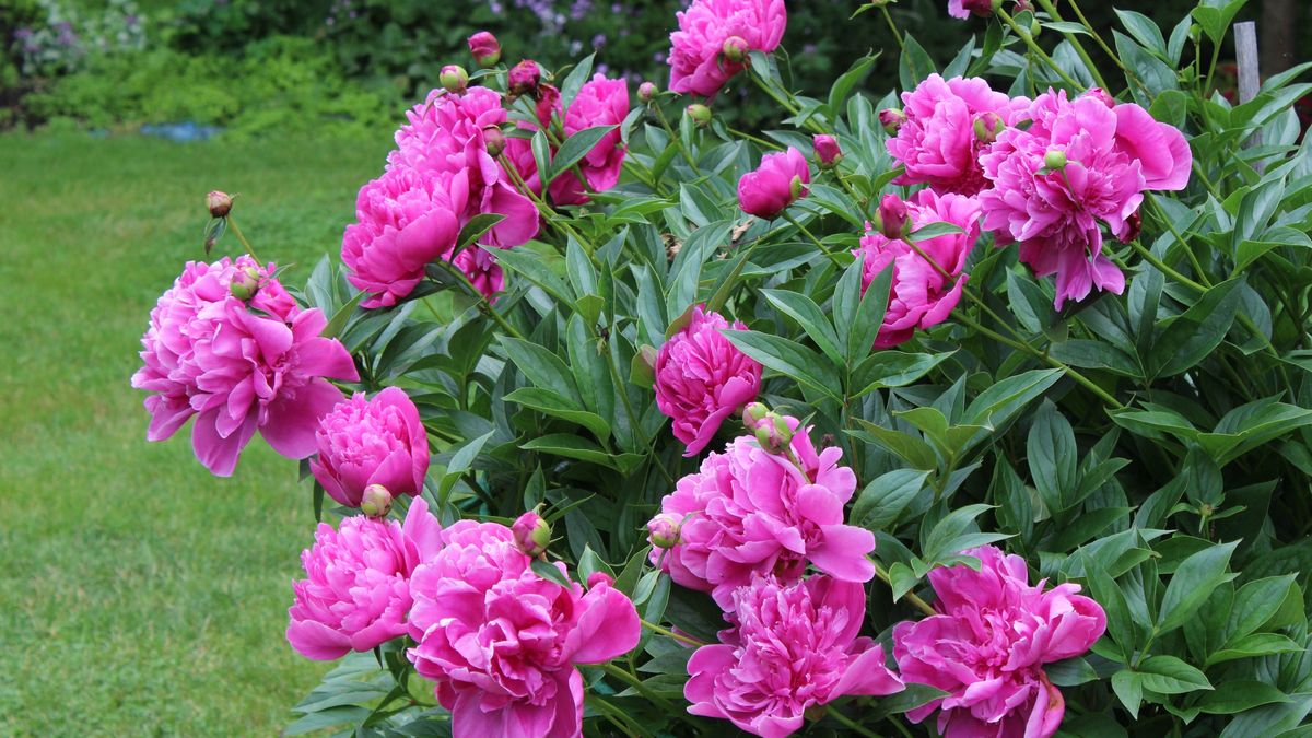 Peony Bush Laden with Pink Flowers in Garden
Gorgeous photo of pink blossoms on a peony bush in a garden in a backyard.  Lush green grass and purple flowers in the background complete the photo.
merrilyanne
Ornamental Garden, Over-Burdened, Single Flower, Floral Pattern, Blossom, Landscaped, Grass, Peony, Flowerbed, Scenics, Purple, Pink Color, Green Color, Nature, Bush, Flower, Landscape, Front or Back Yard, Formal Garden, Blossoming