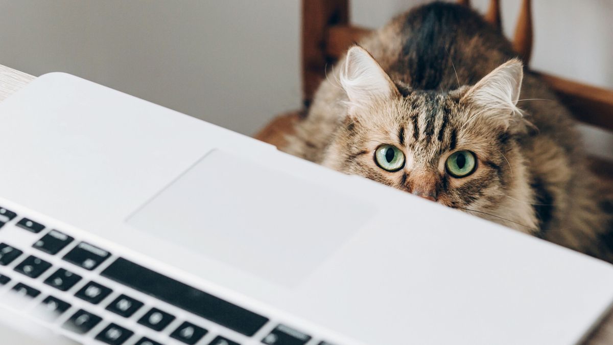 Microsoft, Google i Cisco wspomagają w pracy zdalnej, fot. sonjachnuj/easyfotostock/Eastnews