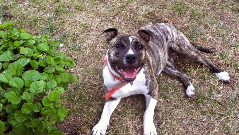 Amstaff. Zdjęcie ilustracyjne