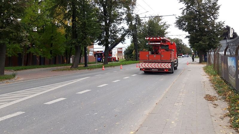 Przycinanie drzewa przy ul. Zemborzyckiej