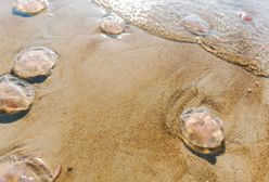 Wakacje 2020. Inwazja meduz w Bałtyku. Jeszcze nigdy nie było ich tak dużo