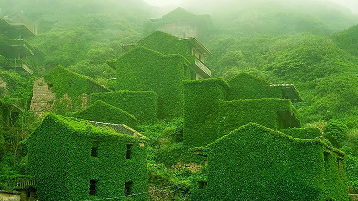 Natura pokazała swoją siłę. Cała wioska została pokryta zielenią 1