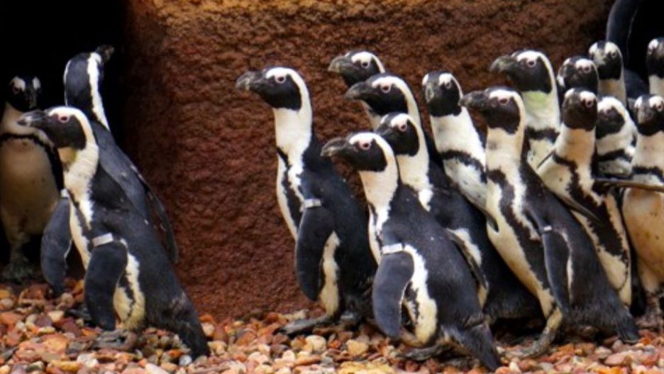 Wrocław. Meleksem po zoo. Nogi nikogo nie zabolą