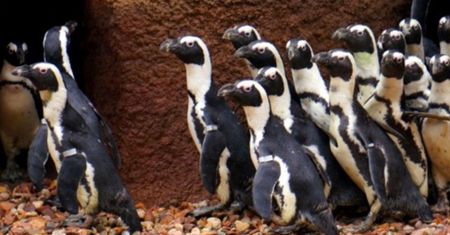 Wrocław. Meleksem po zoo. Nogi nikogo nie zabolą