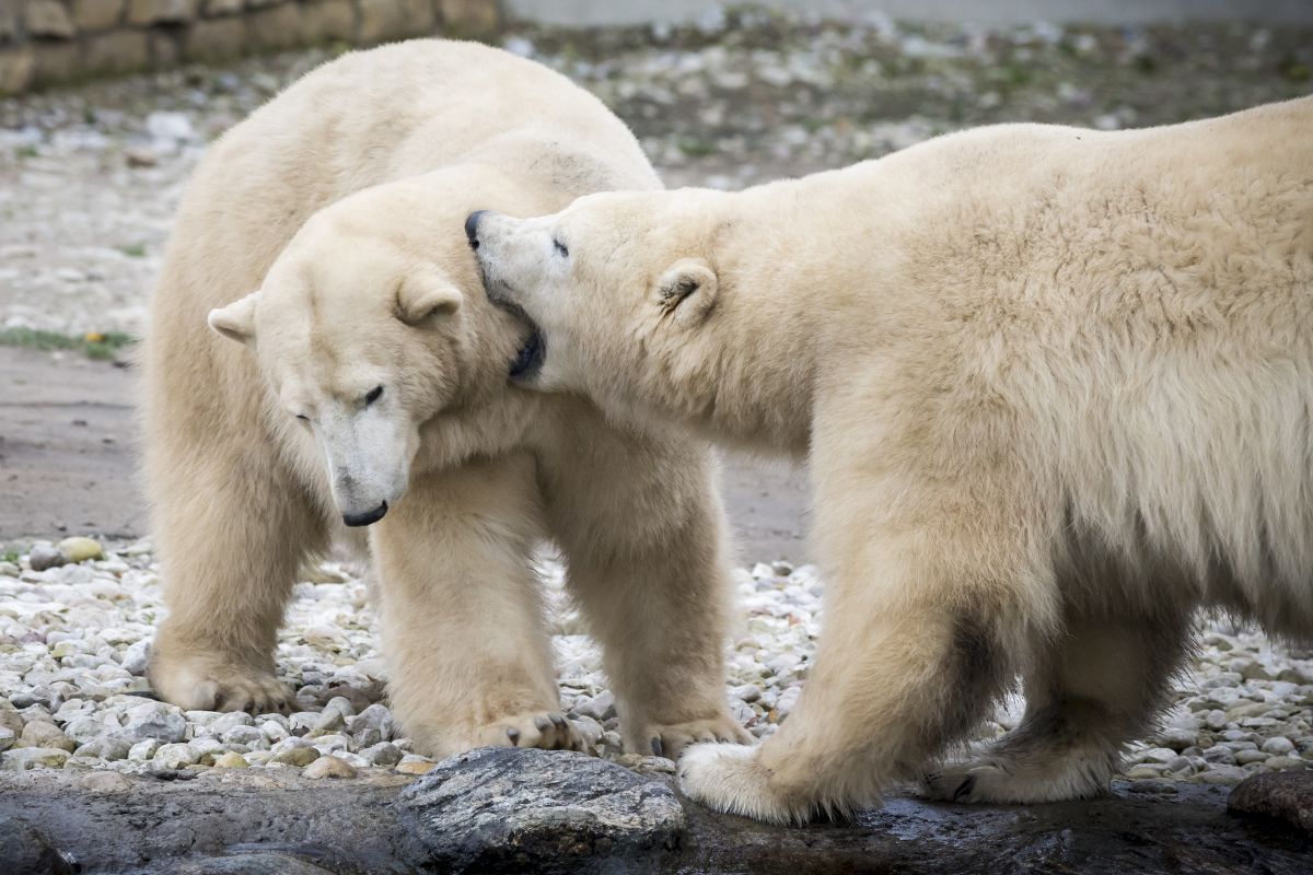 The bear's fur is not white.