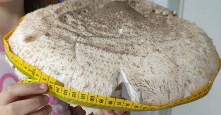 104 cm obwodu kapelusza. Wyjawiła, gdzie znalazła olbrzyma