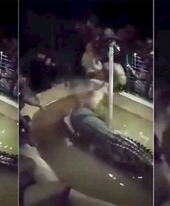 Atak krokodyla w parku rozrywki. Jest nagranie