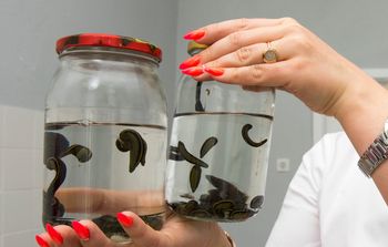 "Miniaturowy Drakula". Leśnicy ostrzegają przed nimi