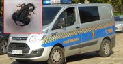 Skorpion złapany w Warszawie. "Wyszedł spod łóżka"
