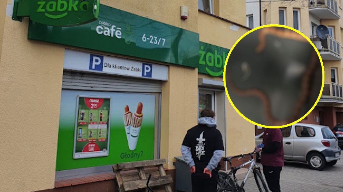 Wąż grasował w bydgoskiej Żabce