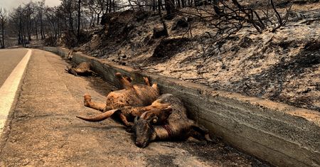 Ten widok łamie serce. Symbole Rodos leżą spalone przy drogach