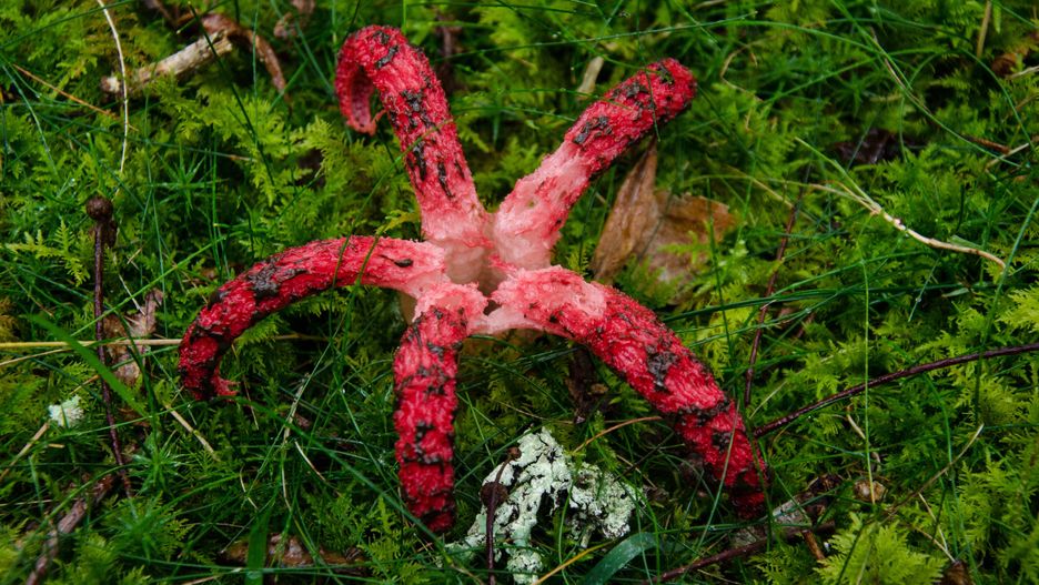 Tatry. Pojawiły się "palce diabła". Niezwykłe znalezisko w okolicach Doliny Chochołowskiej 