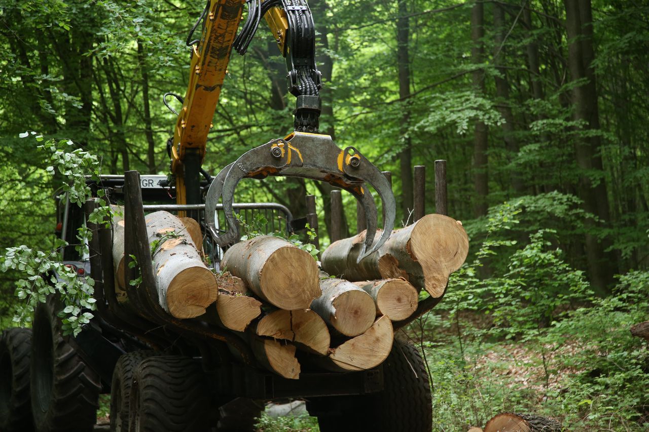 Cudzoziemcy kupują lasy? Jest reakcja rządu