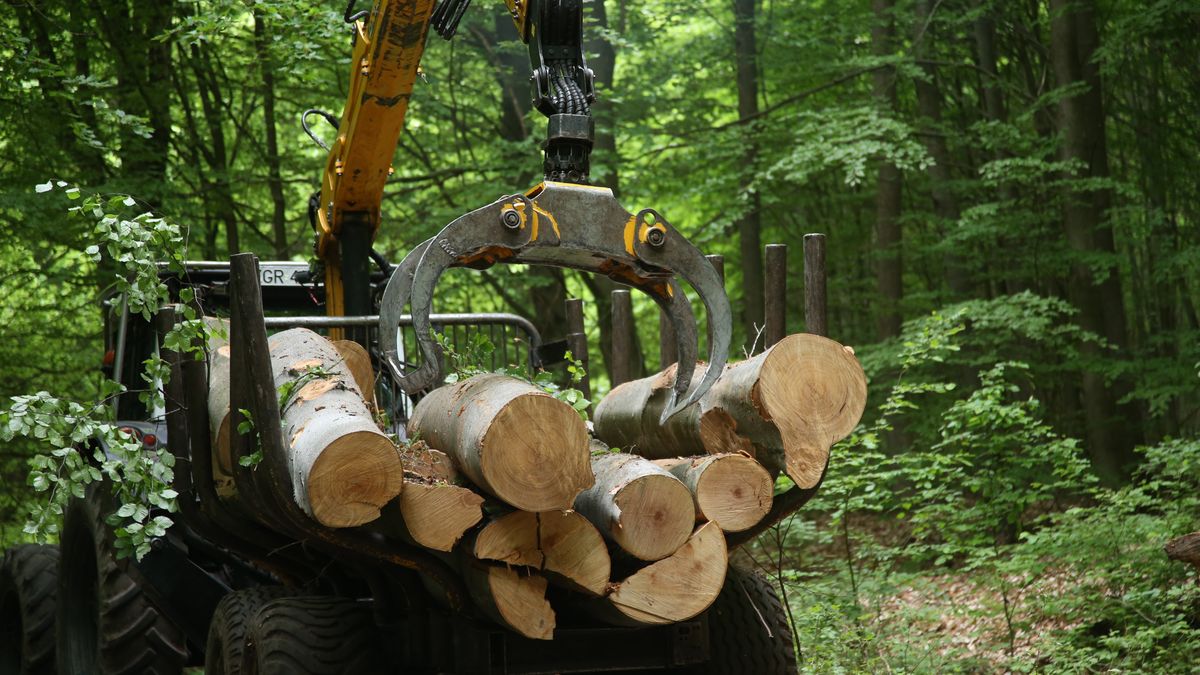 Lasy Państwowe z nową strategią